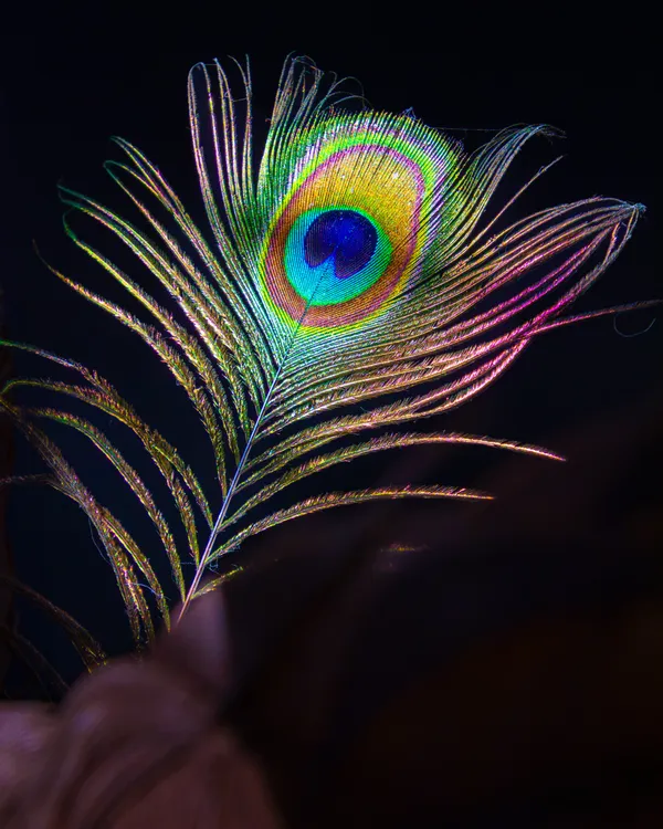 Peacock Feather Detail thumbnail