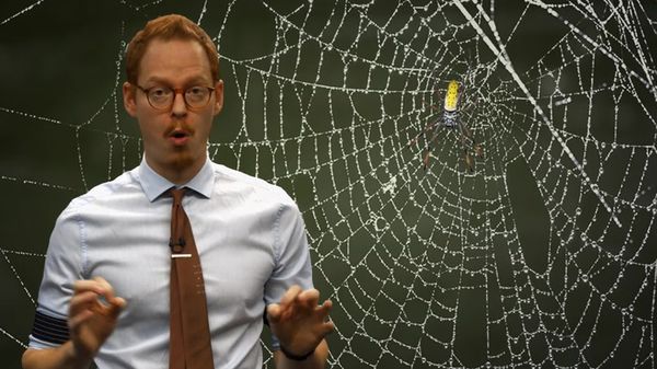 Preview thumbnail for TweenTribune: How Do Spiders Make Their Webs?
