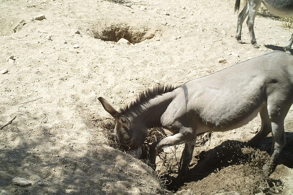 donkey digging a well 