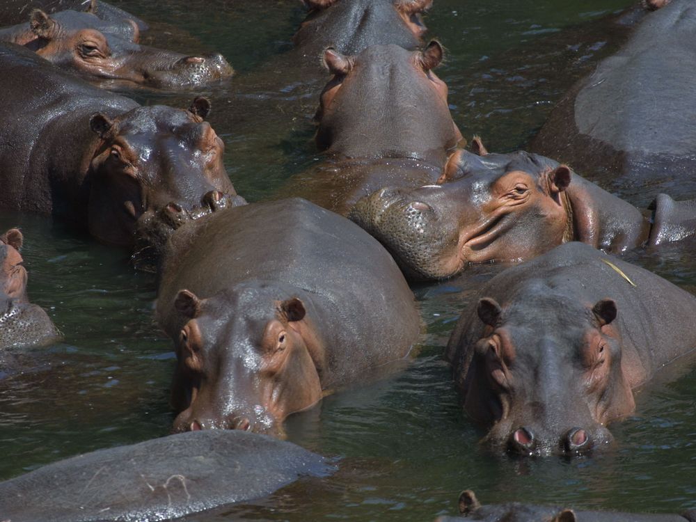 Hippo_pod.jpg