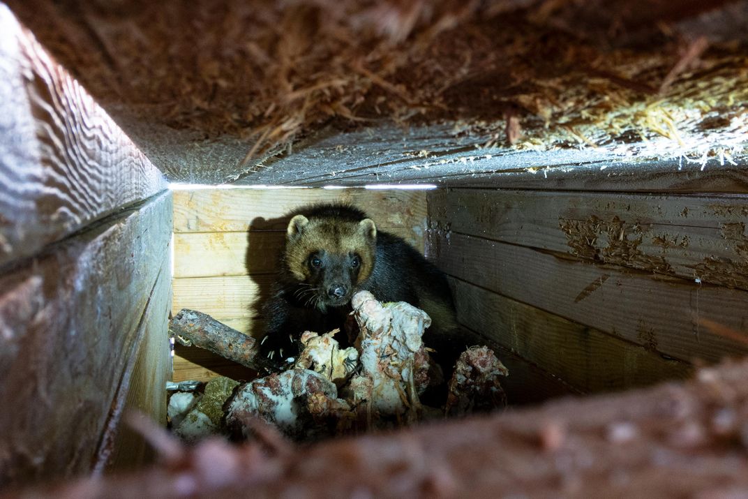 Why Wolverines Are the Arctic Animal We Love to Hate | Science ...