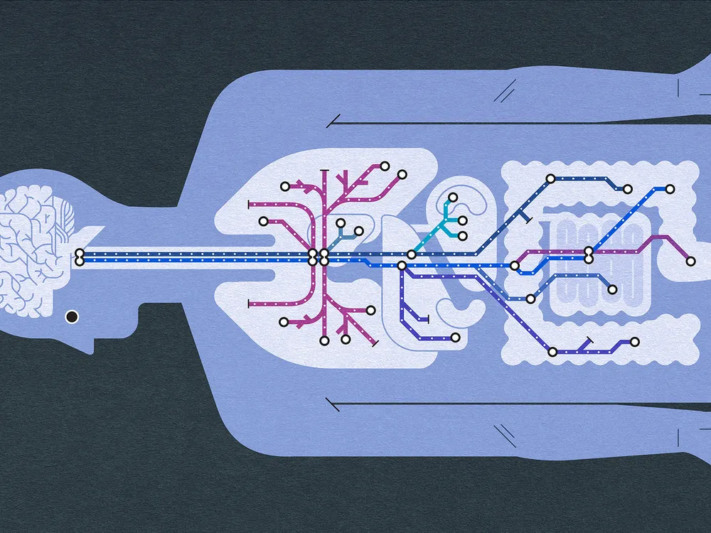 vagus nerve graphic