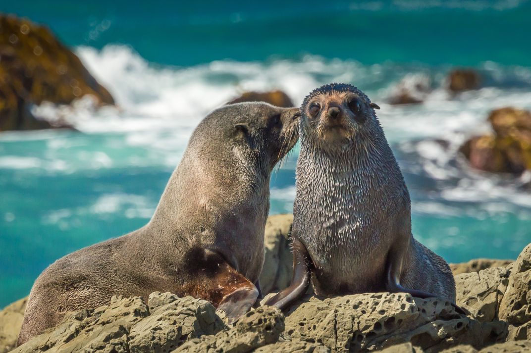Fur Seals
