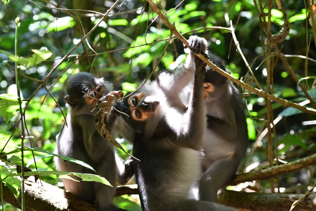 Three sooty mangabey monkeys in a tree