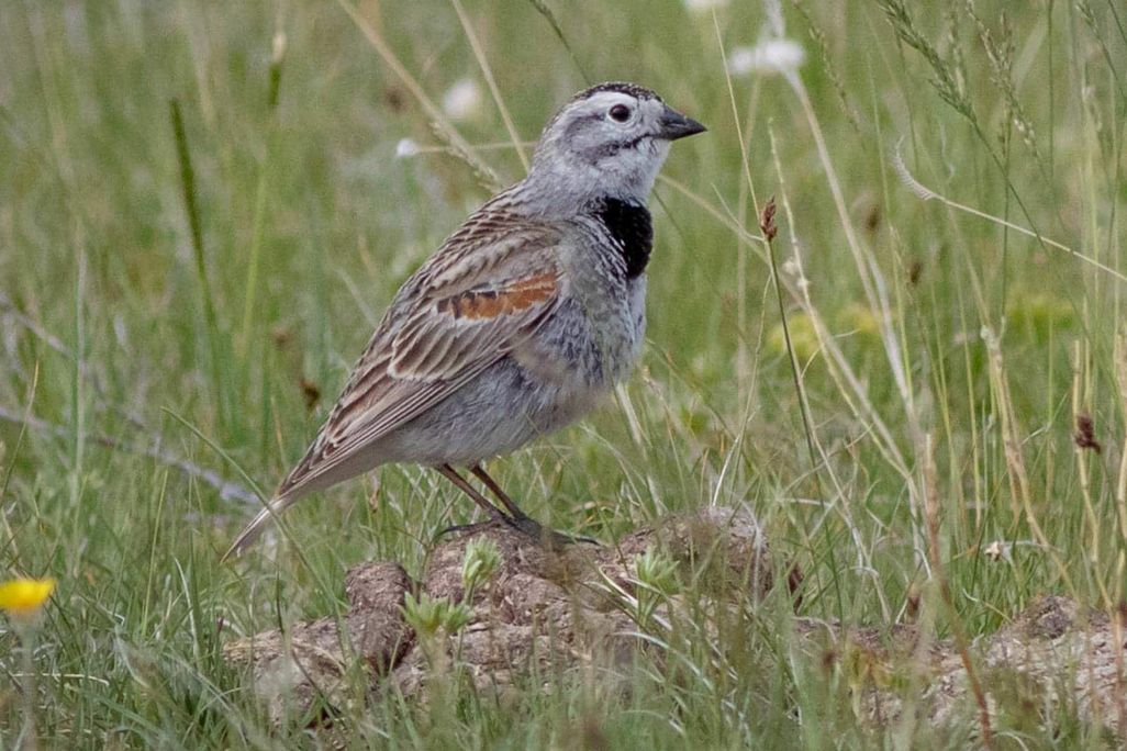 McCown’s longspur sitting amongst tall grass