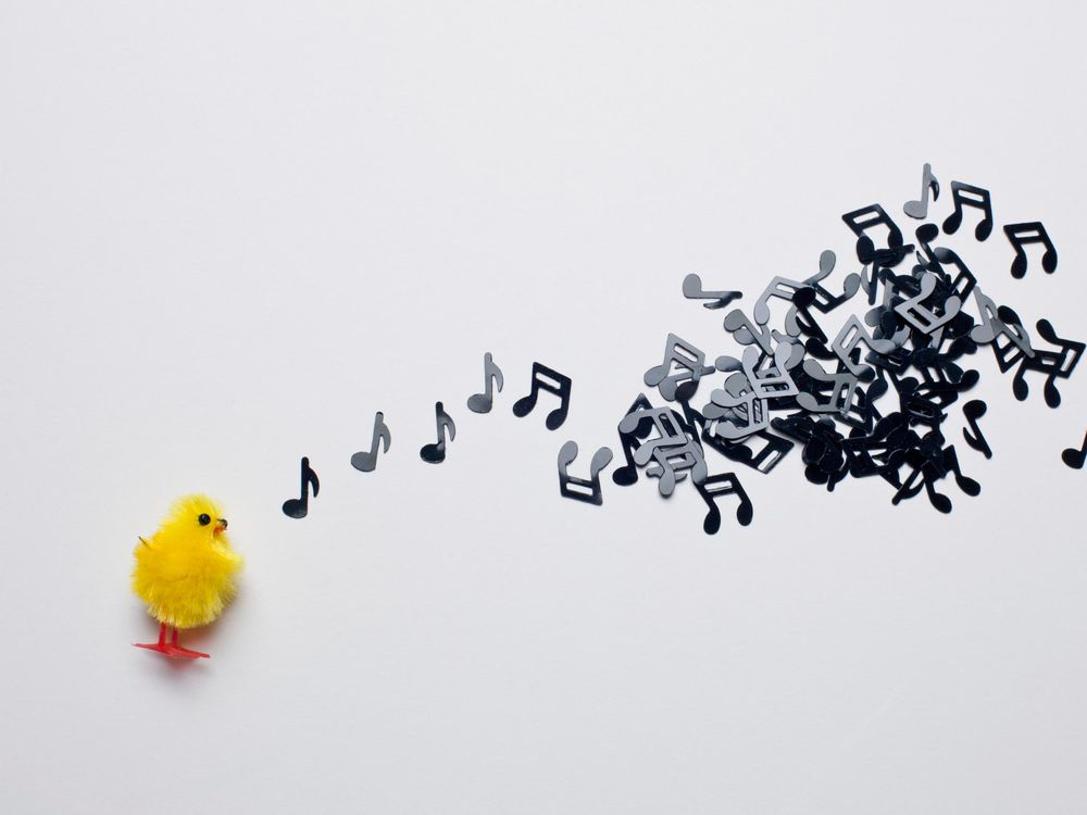 Musical Chicken