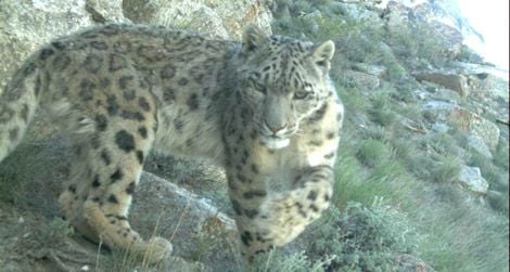 A snow leopard caught in a camera trap in Afghanistan