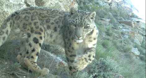 A snow leopard caught in a camera trap in Afghanistan