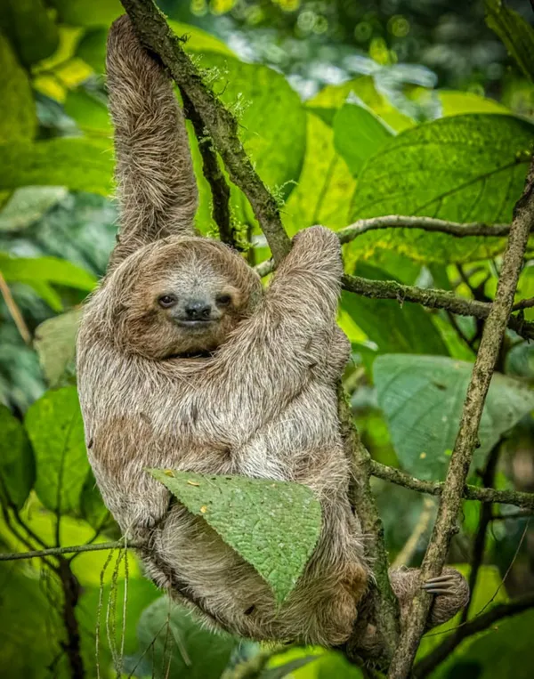 Baby Sloth thumbnail