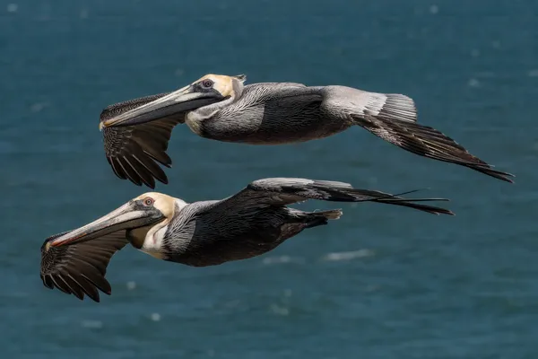 Brown Pelicans enjoying the ride. thumbnail