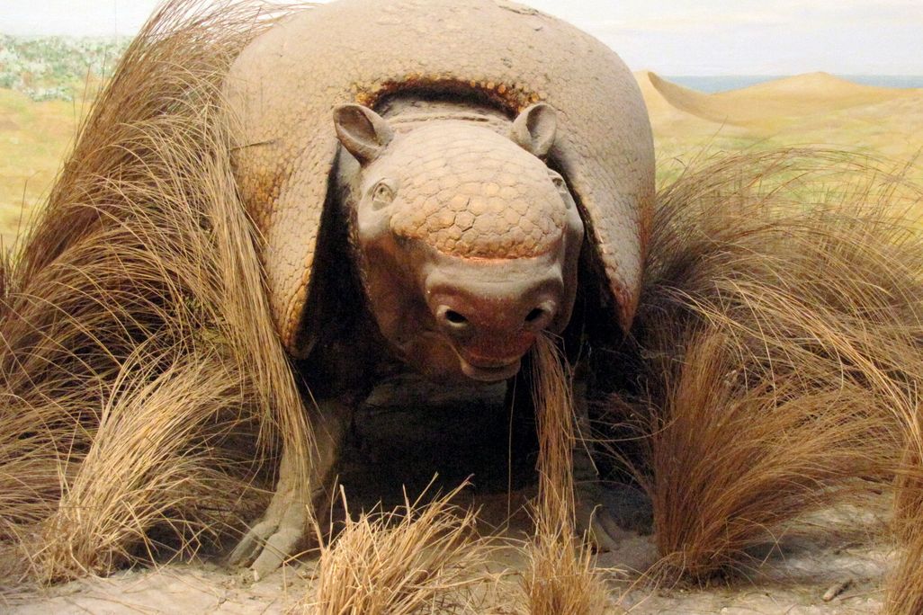 Giant Armadillo Reconstruction
