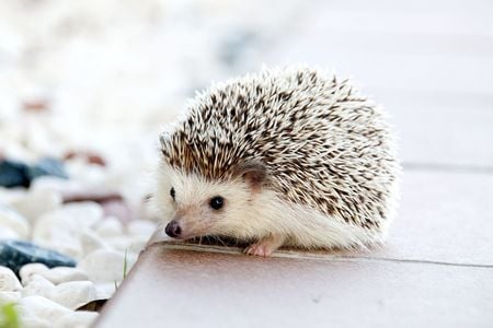 I can haz more habitats?