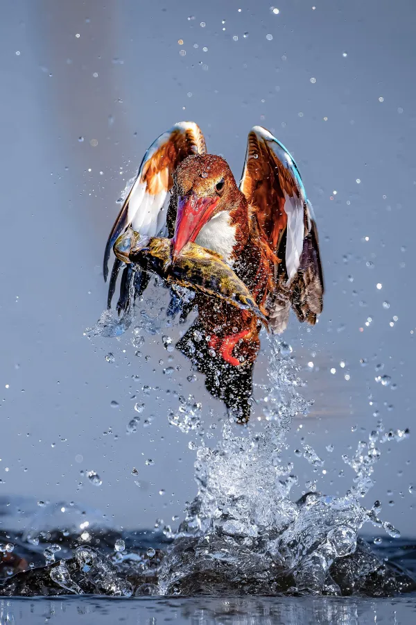 KINGFISHER WITH CATCH thumbnail