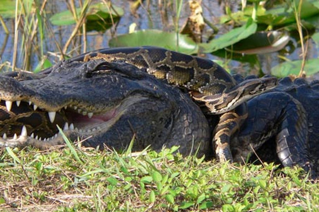 alligator-gist-631.jpg