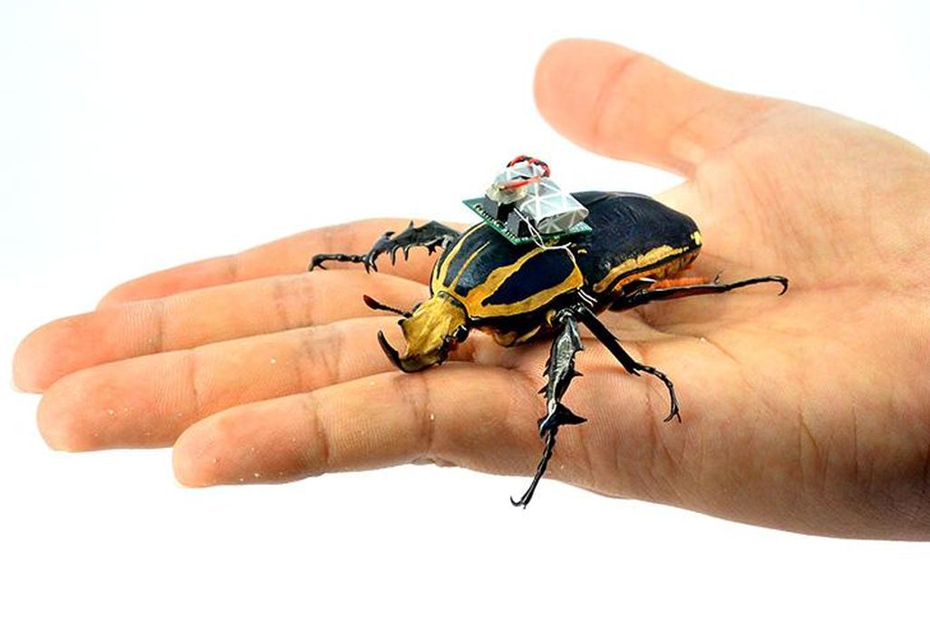 Cyborg Beetle