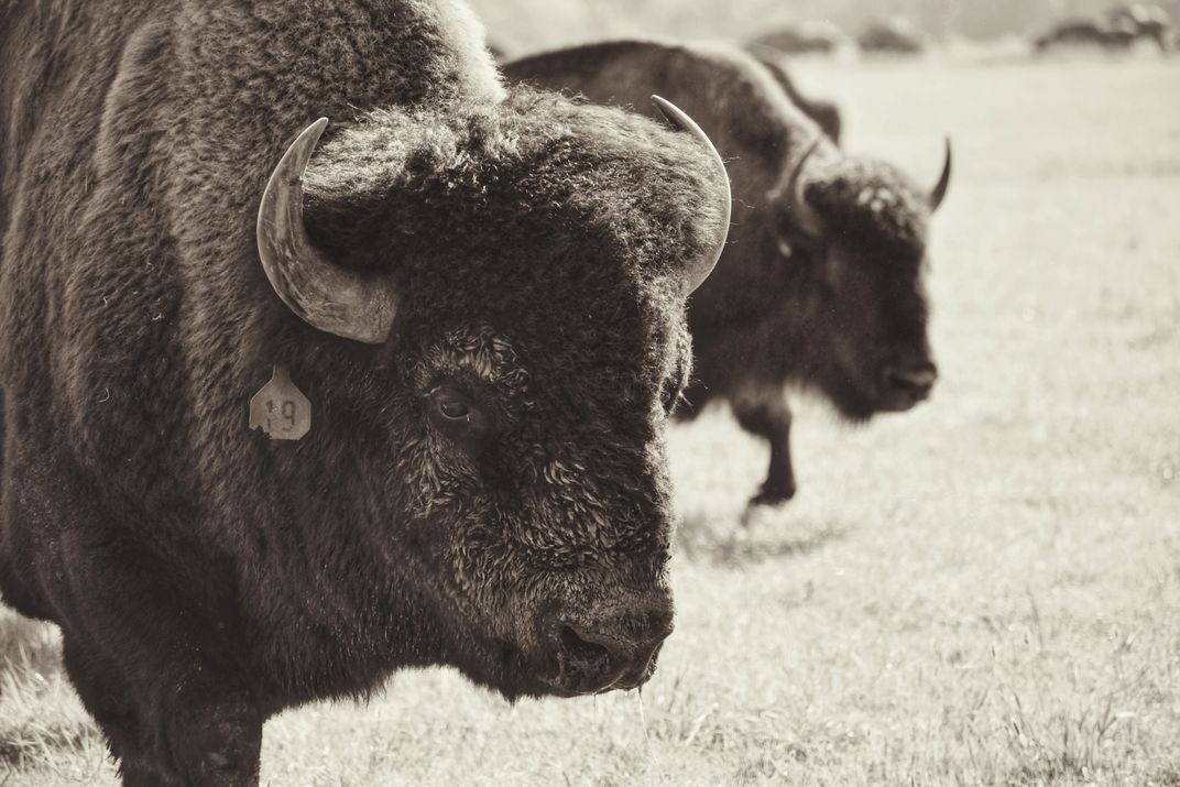 Buffalo in the shadow at the Addington Buffalo Ranch Oklahoma Smithsonian Photo Contest