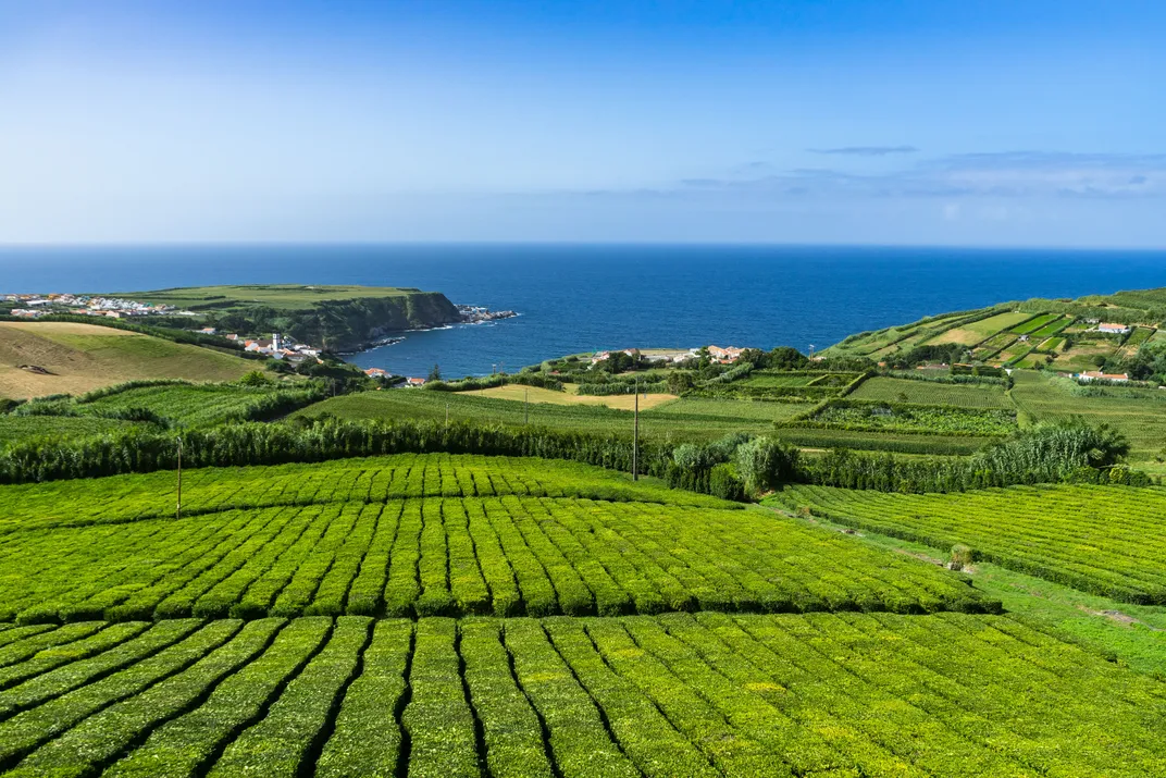 Coastal tea plantation on São Miguel Island