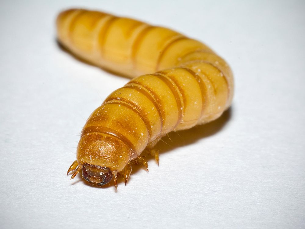 Mealworm