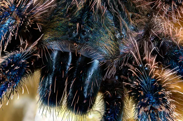 The Living Jewel — Amazon Sapphire Tarantula Close-Up thumbnail