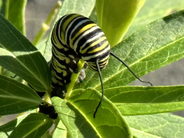 Monarch Butterfly Caterpillar thumbnail