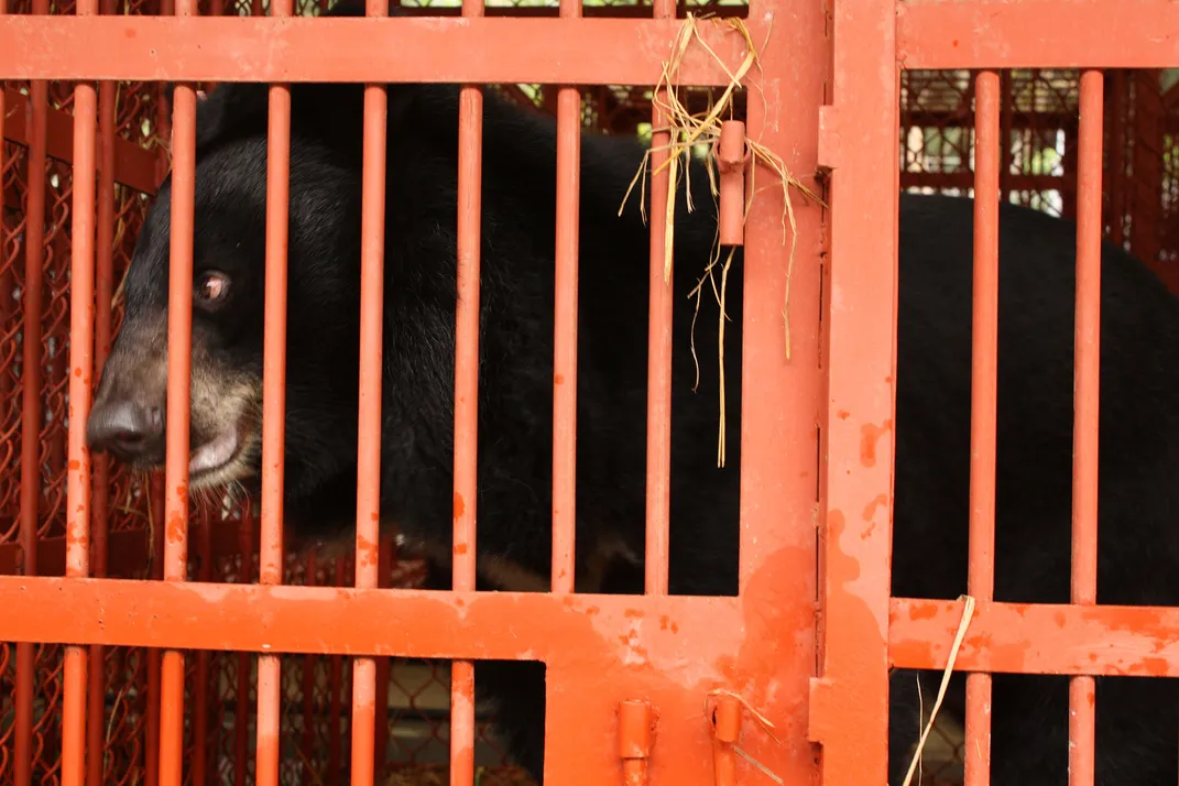 Bear in Cage