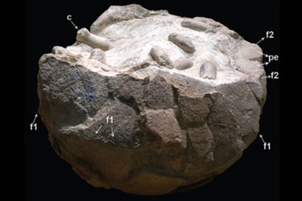 A dinosaur egg with preserved wasp cocoons inside