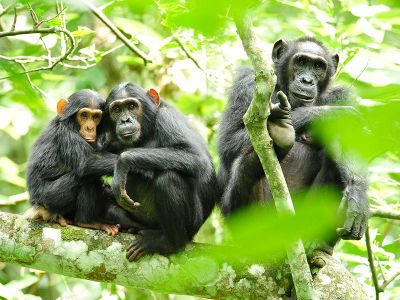 A chimpanzee family in Uganda in 2010. 