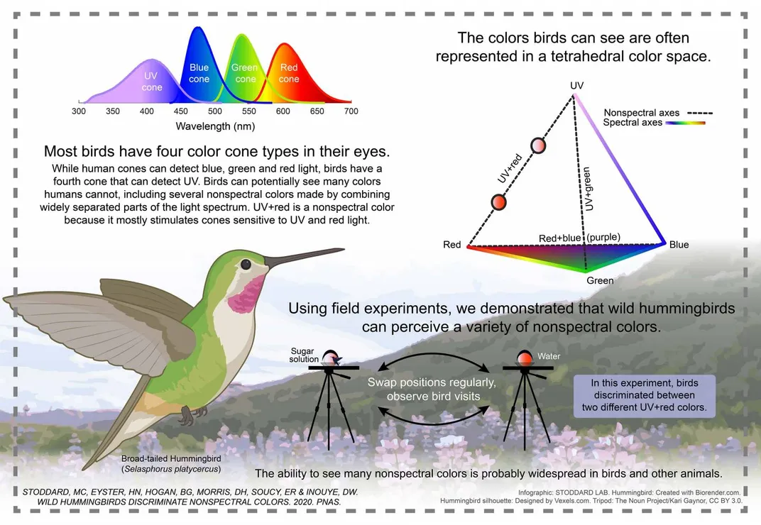 hummingbird experiment infographic