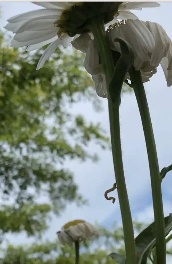 Inching Upward thumbnail