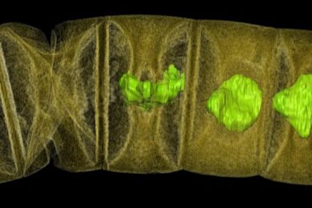 False-color x-ray of the purported 1.6 billion-year-old red algae