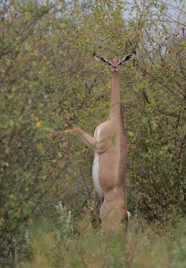 curious gerenuk standing erect on its hind legs in the wild meru national park, kenya thumbnail