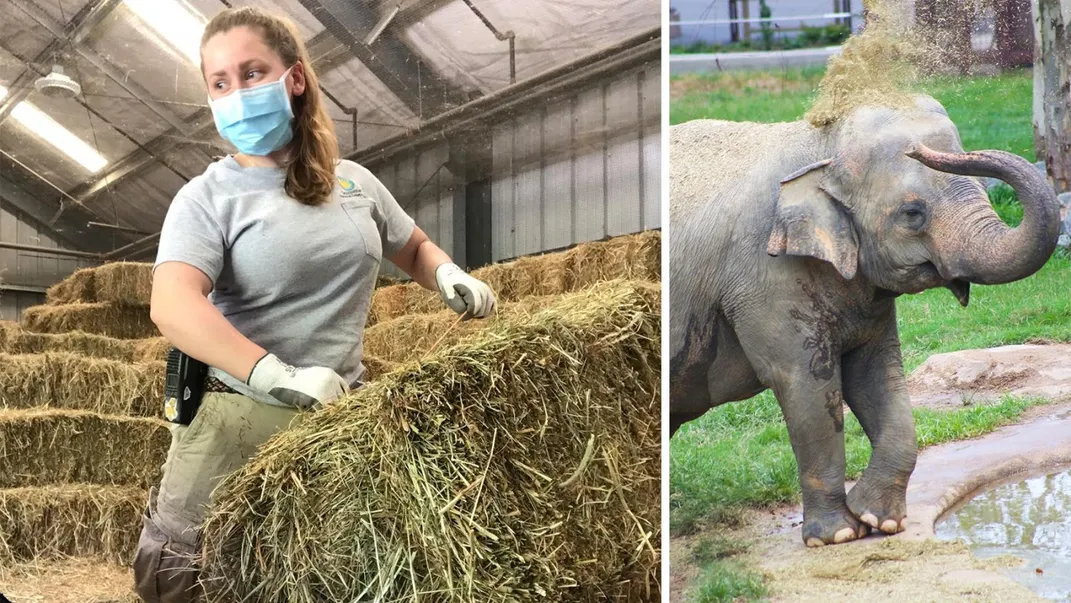 An elephant keeper lifting a bale of hay (left) and an Asian elephant using its trunk to toss hay onto its head (right)