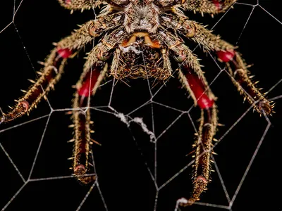 Spider silk is more than just a web for snaring prey. 