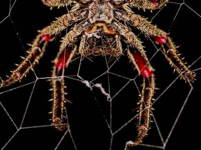 Spider silk is more than just a web for snaring prey. 