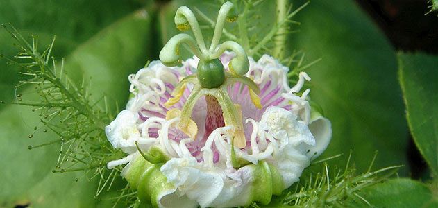 Stinking passion flower
