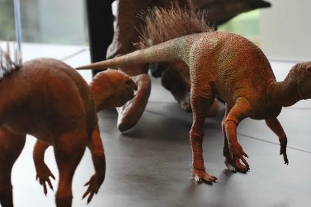A pair of bristly Fruitadens models on display at the Natural History Museum of Los Angeles