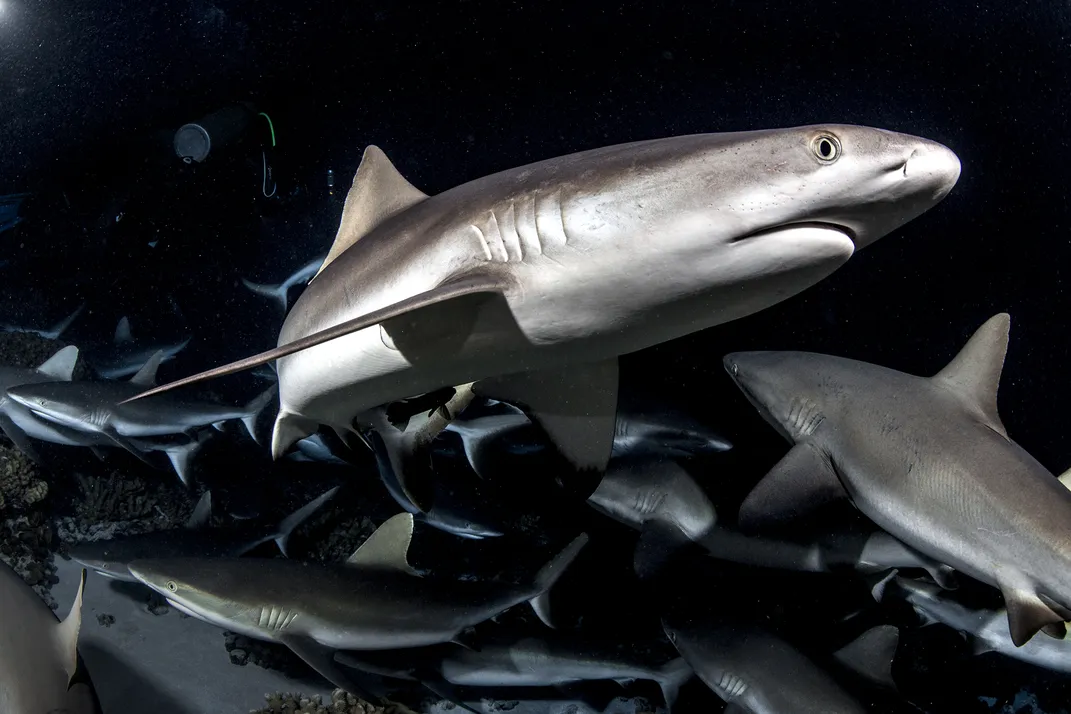 A school of gray reef sharks hunts at night with the aid of the scuba diver’s lights.