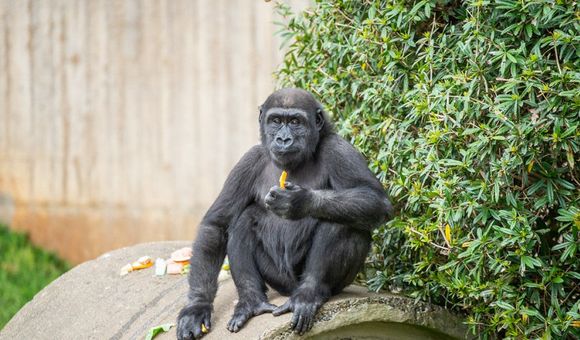 Western lowland gorilla Moke eating a snack