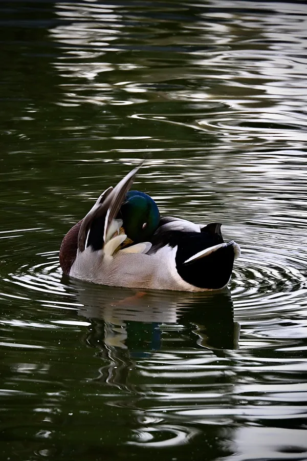 Reflection thumbnail