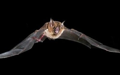New research shows that unlike any other small mammal, bats stretch their tendons to store and release energy.