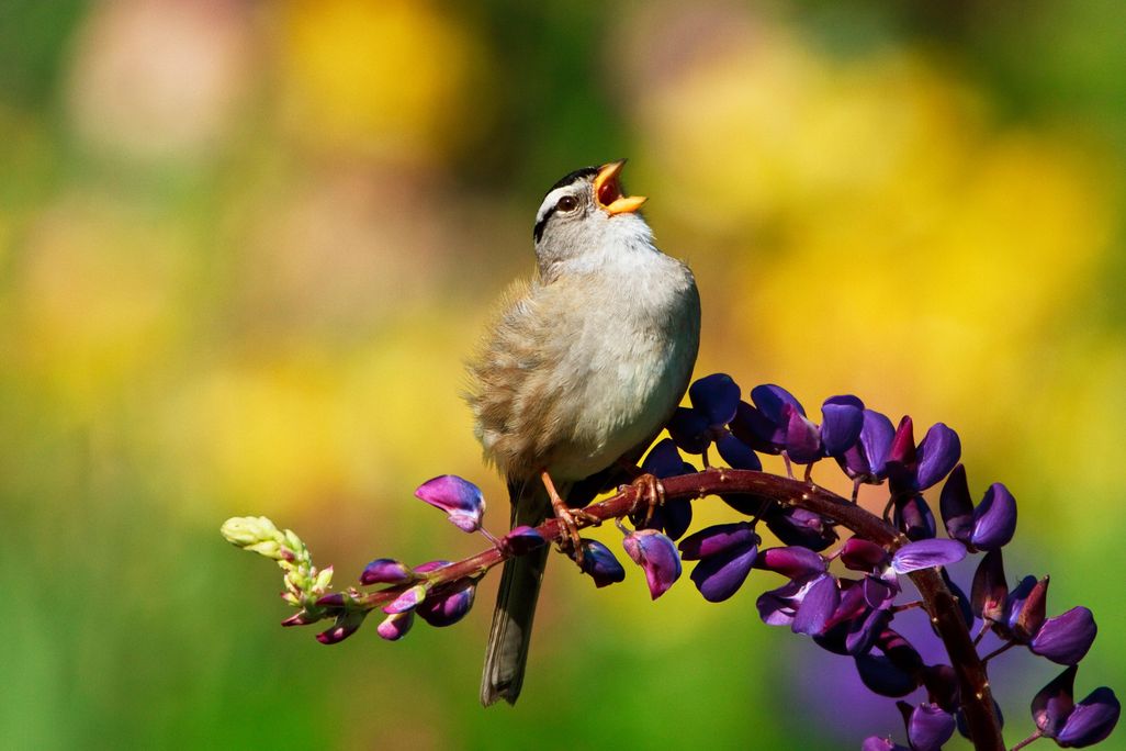 A male white-crowned sparrow sings while perched on a plant