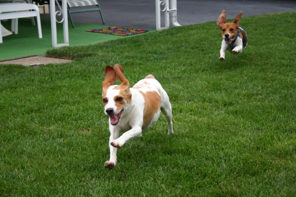 Beagles
