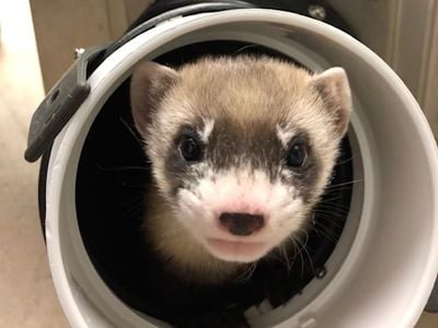 Elizabeth Ann, the first cloned black-footed ferret and the first cloned endangered species native to North America, pictured here at 50 days old.
