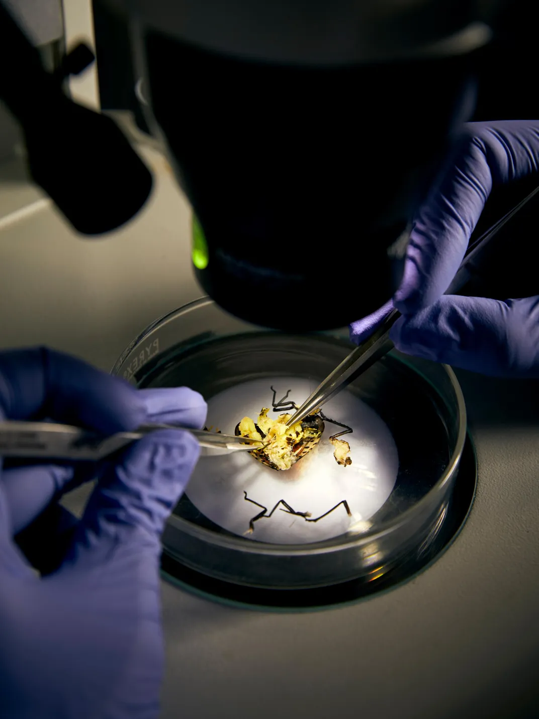 A Penn State researcher dissects a female lanternfly