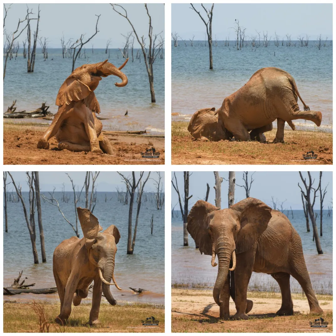 An African elephant takes a clumsy mud bath