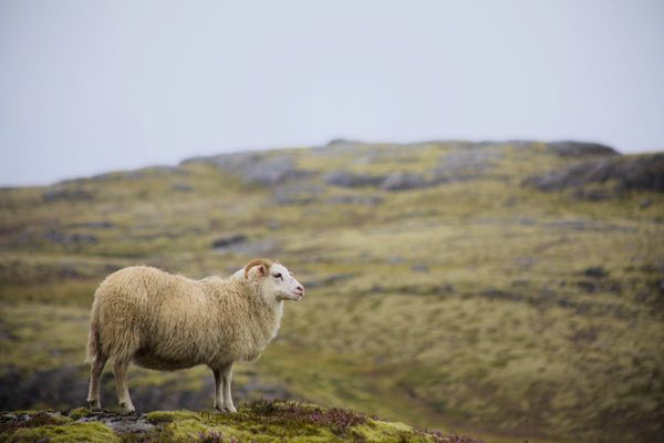 Icelandic Sheep thumbnail
