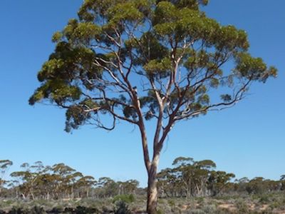 New research shows that eucalyptus trees can absorb gold particles in their roots and transport them up to their leaves, a finding that could be a boon for mining companies.