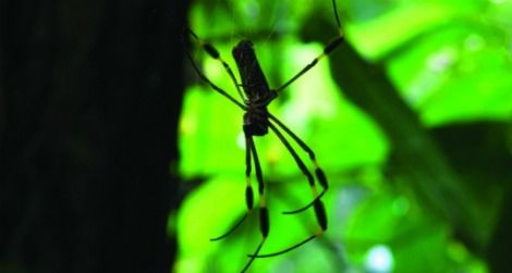 Nephila clavipes