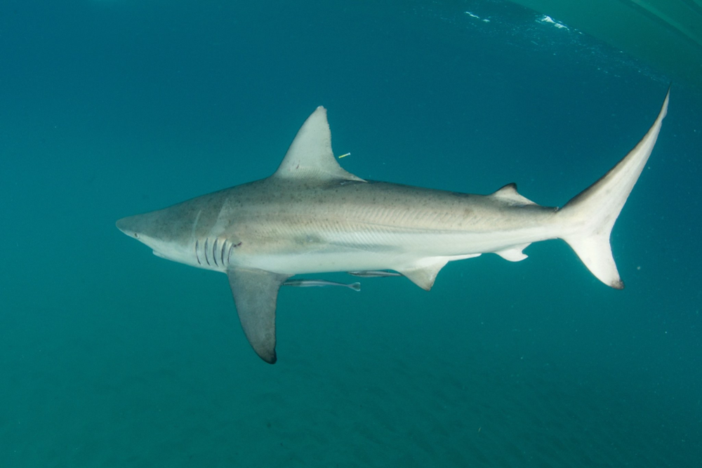 a shark swims away from the camera underwater