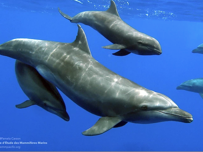 The bottlenose mother, pictured here with her adoptive whale calf and biological daughter, exhibited unusually tolerant behavior